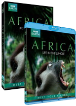 BBC Earth Africa Life in the Jungle