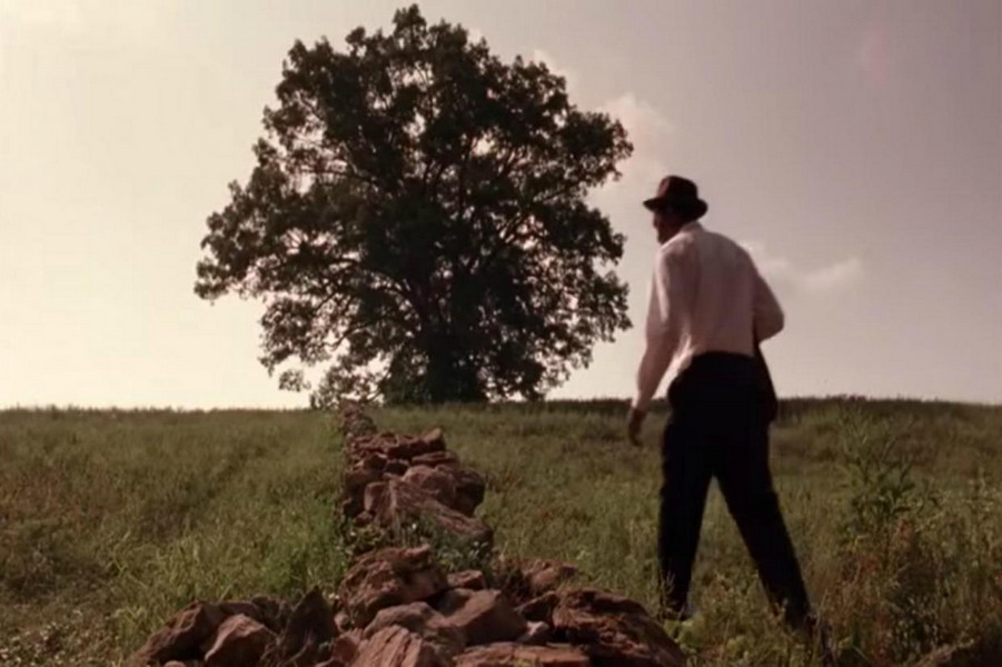 Iconische boom is niet meer, boom uit Shawshank Redemption is omgevallen