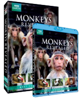 Monkey's Revealed